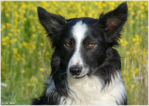 paddy_portrait.jpg