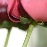 KR_DSC_0948_2