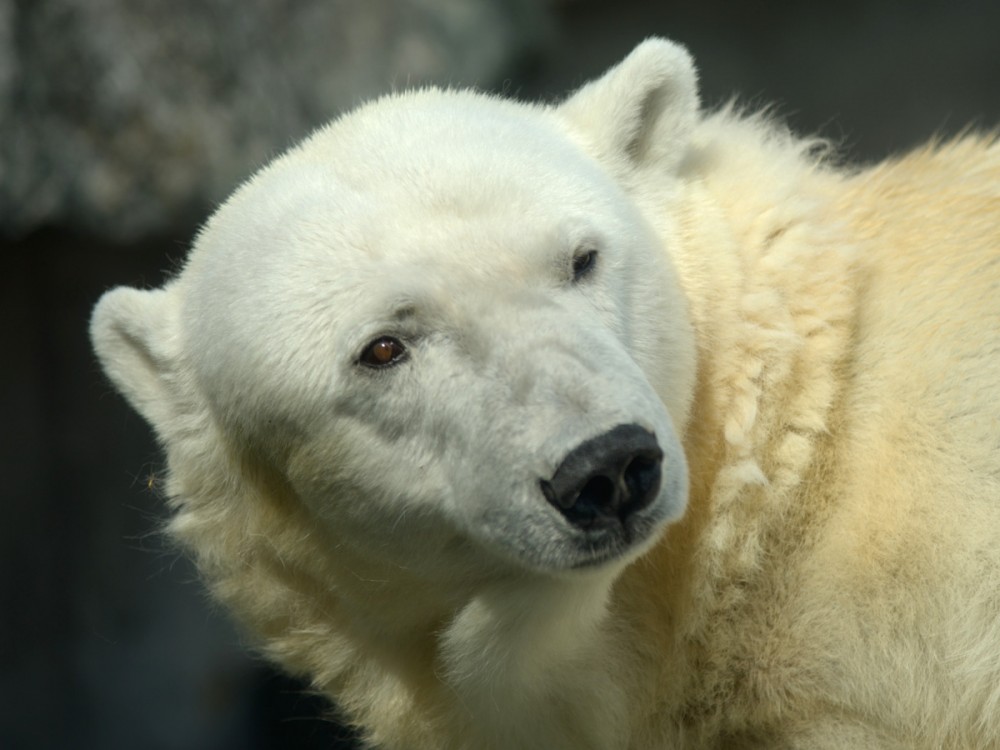 Eisbär