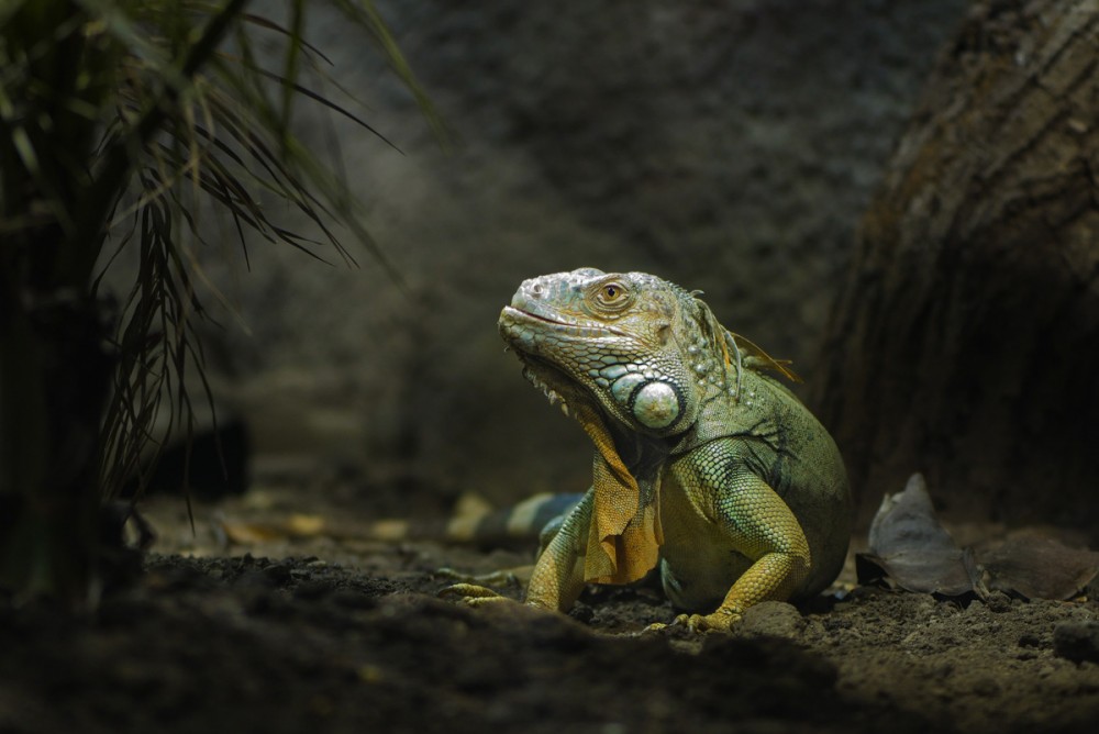 Grüner Leguan