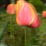 KR_540kDSC_8265