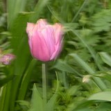 KR_540kDSC_8270