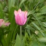 KR_540kDSC_8274