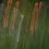 KR_540kDSC_8470