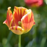 KR_540kDSC_9070