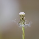 KR_540kDSC_9287