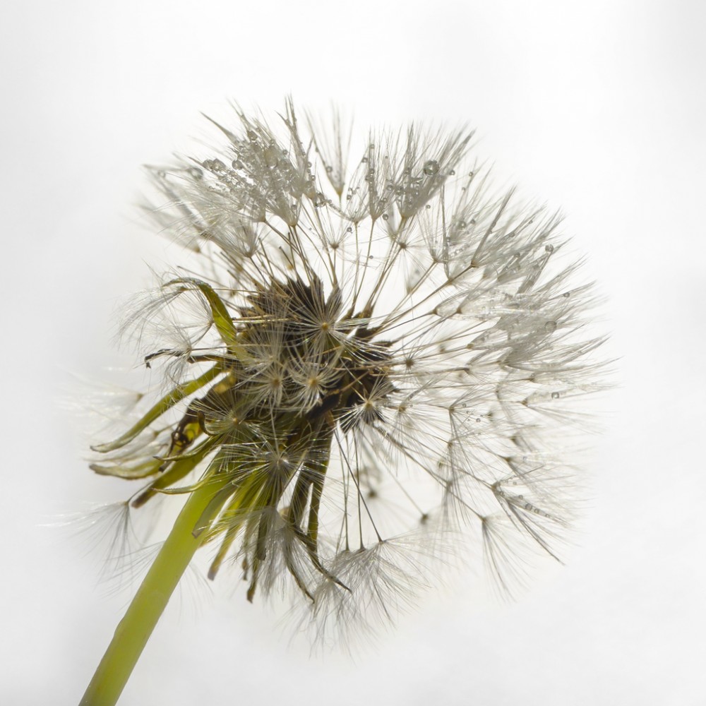 Pusteblume