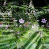 KR_540kDSC_0757_1-3