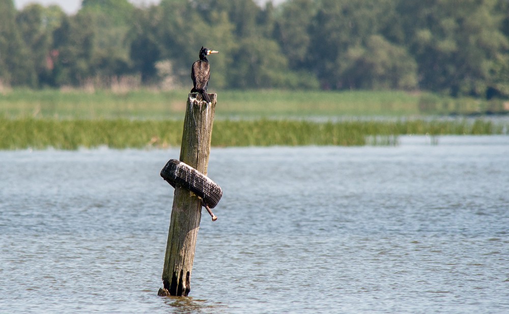 DSC_3135-Bearbeitet.jpg