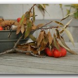KR_NF-FDSC_0220_1