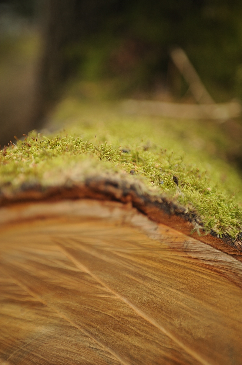 (C)K.R. DSC 9933