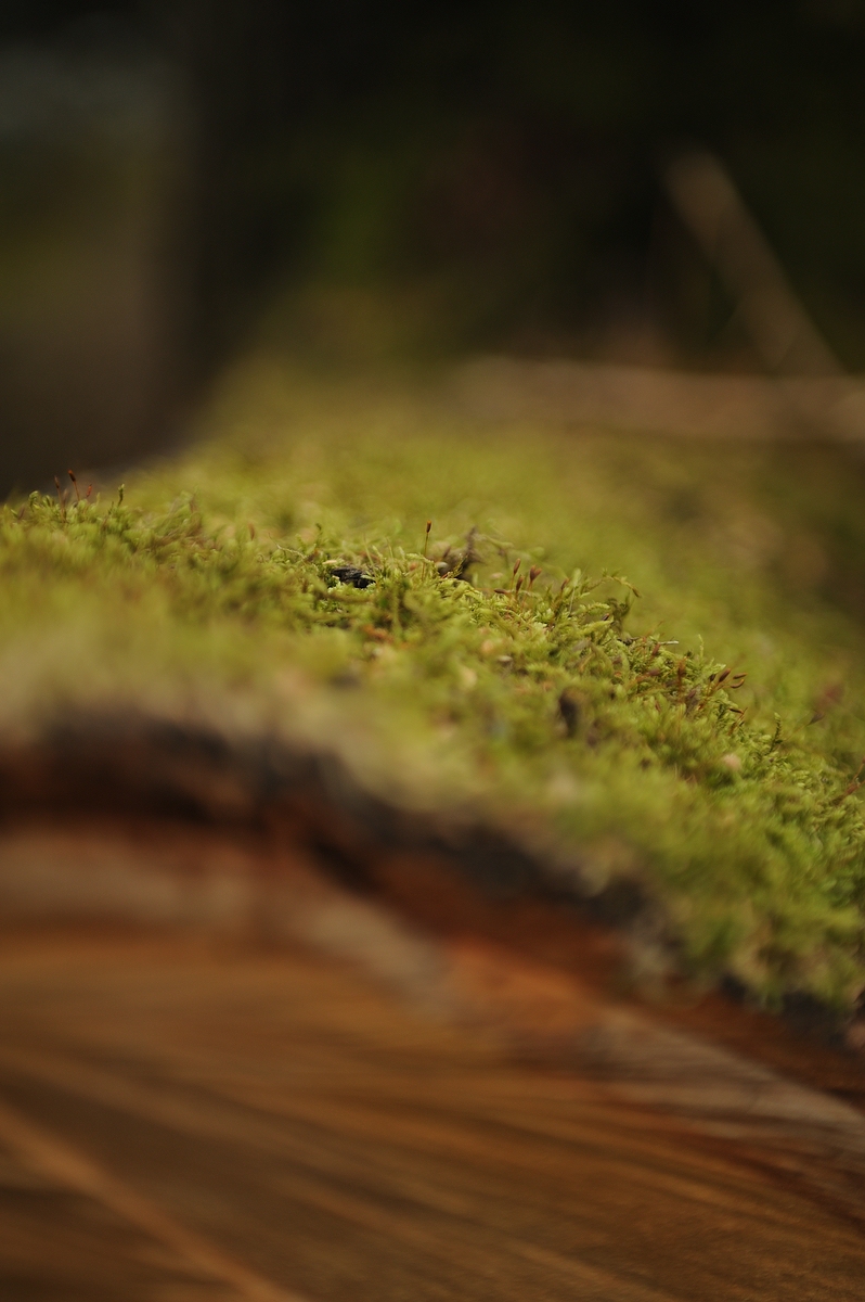 (C)K.R. DSC 9935