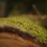 CK.R._DSC_9936