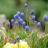CK.R._DSC_1067