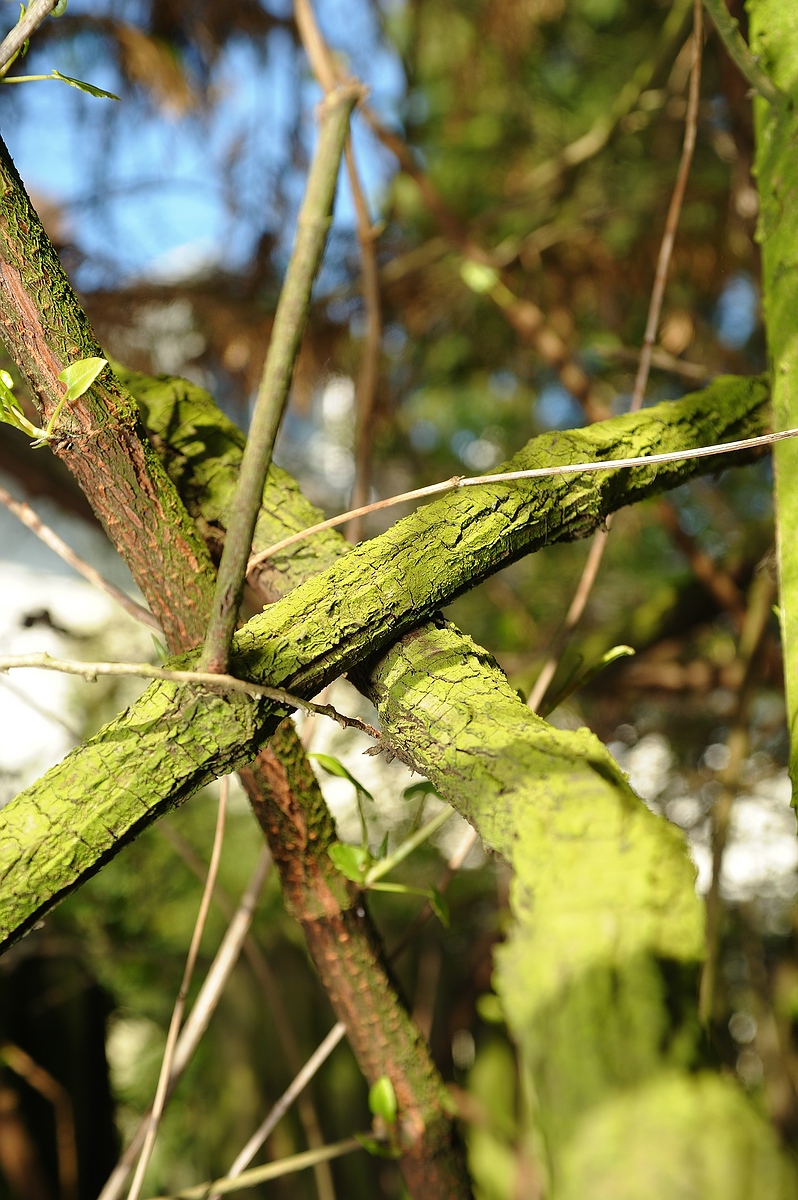 (C)K.R. DSC 1268