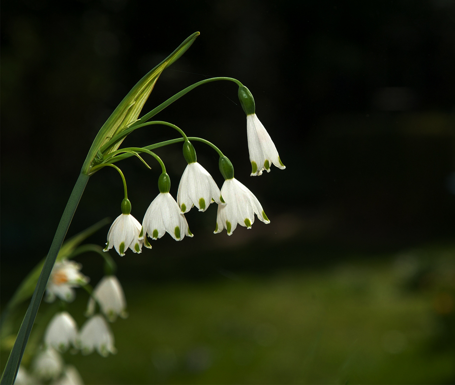 (C)K.R. DSC 1783 2