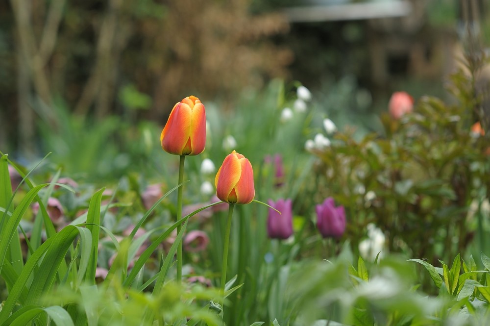 CK.R._DSC_2167.jpg