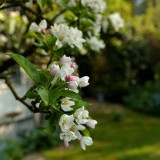 CK.R._DSC_2298