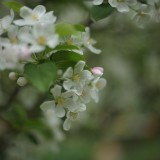 CK.R._DSC_2310
