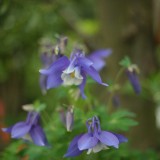 CK.R._DSC_2312