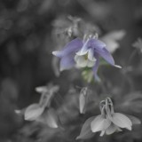 CK.R._DSC_2312_a