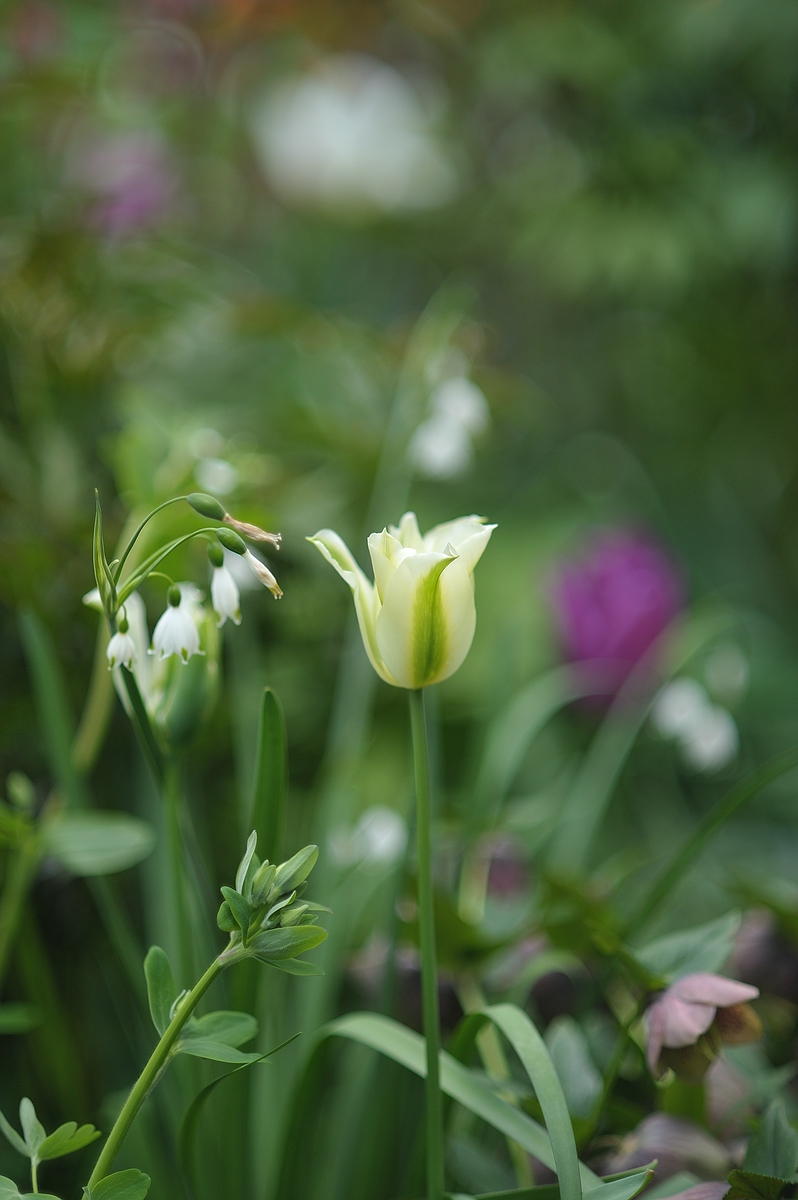 (C)K.R. DSC 2346
