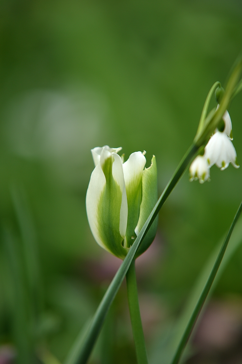 (C)K.R. DSC 2358
