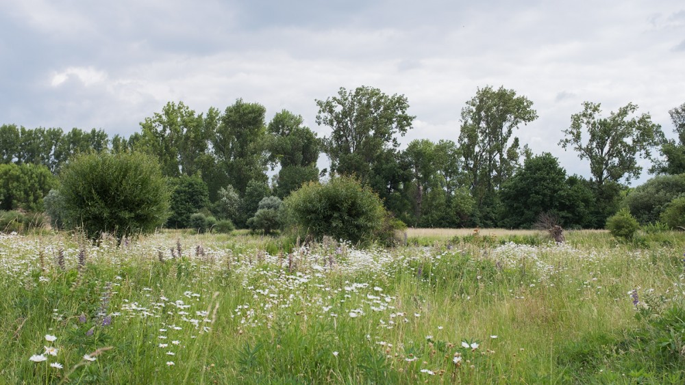 Museum Insel Hombroich