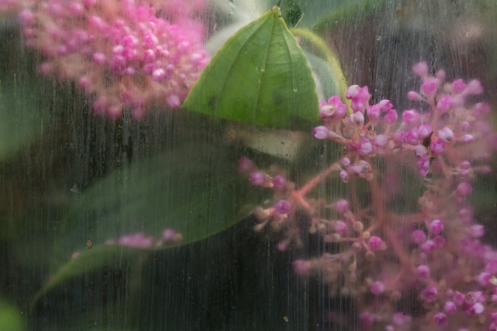 Waterlily House