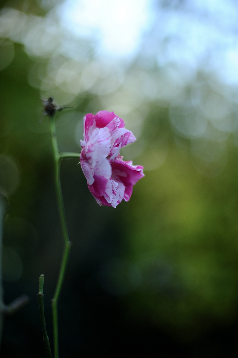 (c)K.R. 540DSC 5458