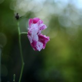 cK.R.-540DSC_5458