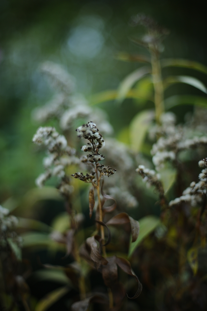 (c)K.R. 540DSC 5483