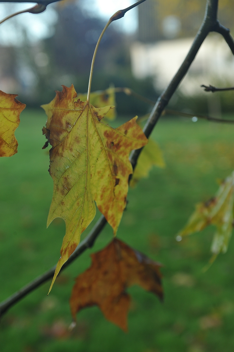 (c)K.R. 540DSC 5927