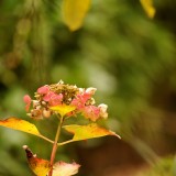 cK.R.-540DSC_6285