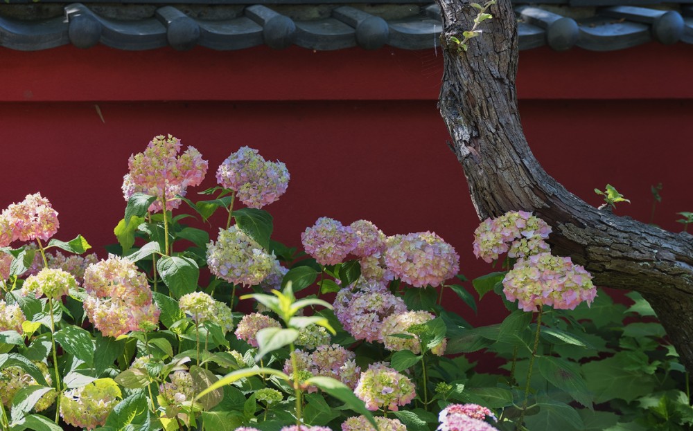 Japanischer Garten