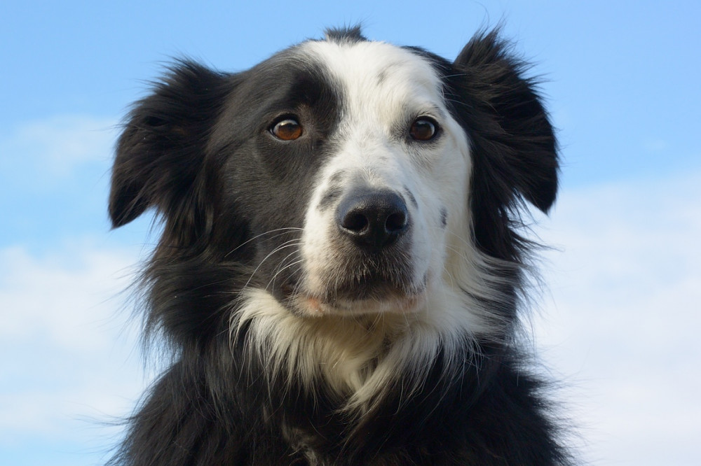 hughie_portrait.jpg