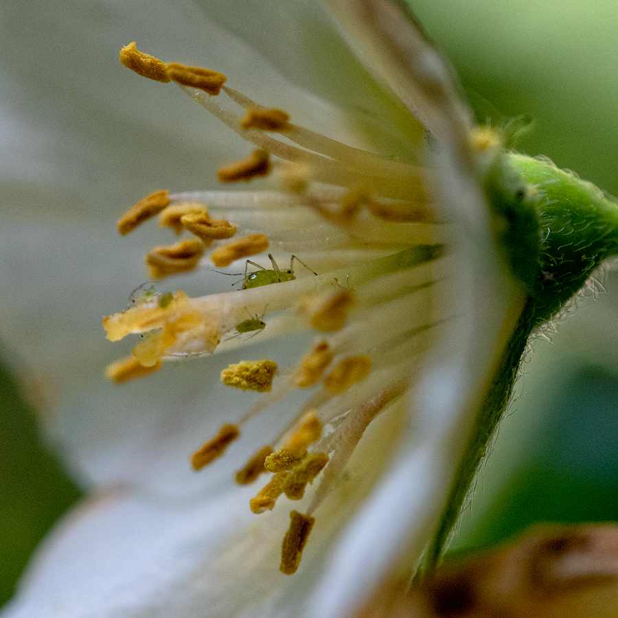 Jasmin mit Gast