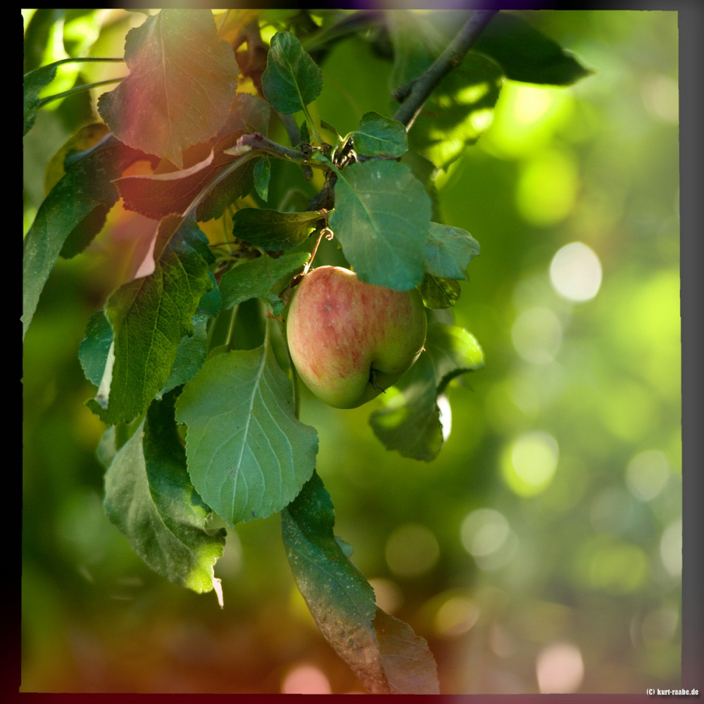 (c)kurt raabe.deKR3 7122 2a