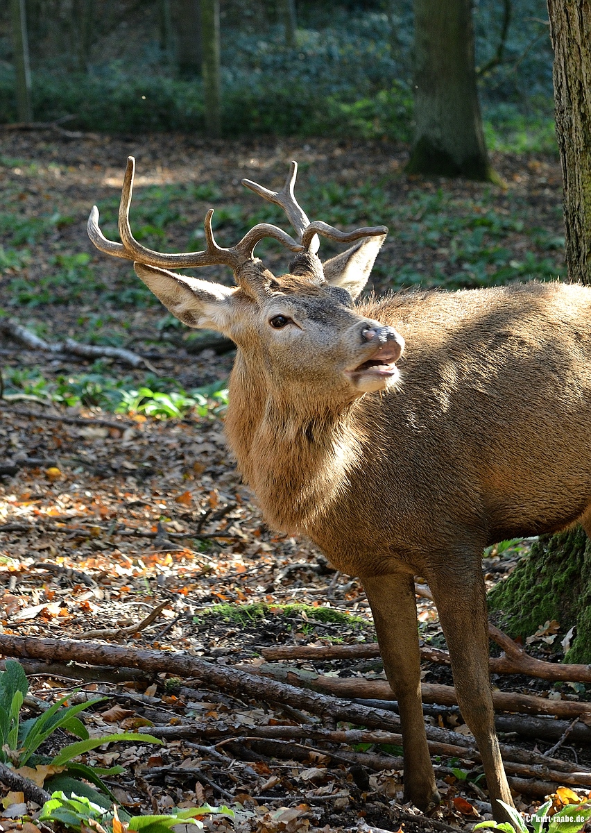 (c)kurt raabe.deKR8 4932 Kopie