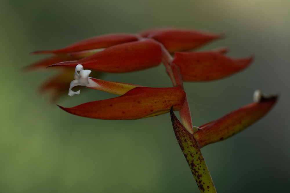 Heliconia-10.jpg