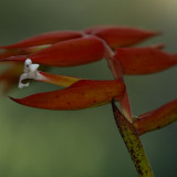 Heliconia-10