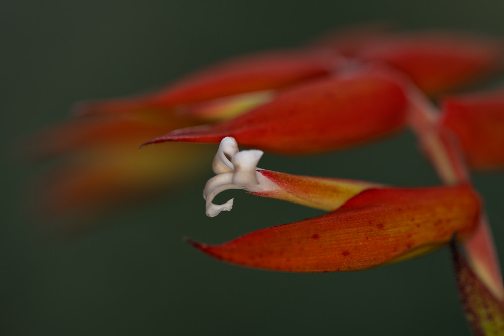 Heliconia-11.jpg