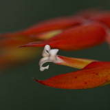 Heliconia-11