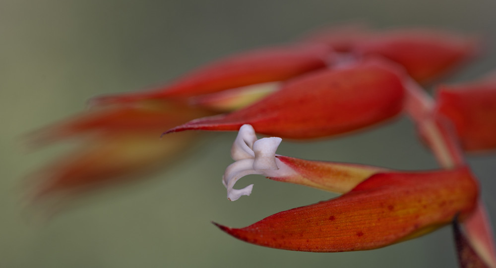 Heliconia-12.jpg