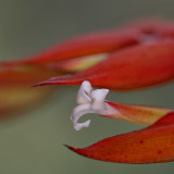 Heliconia-12