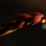 Heliconia-14