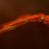 Heliconia-15