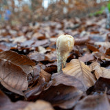 Duenenweg-Pilze-04.jpg