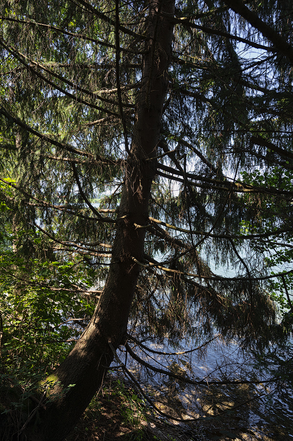 Tanne am Riegsee