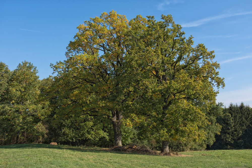 Deckersdorf 2018